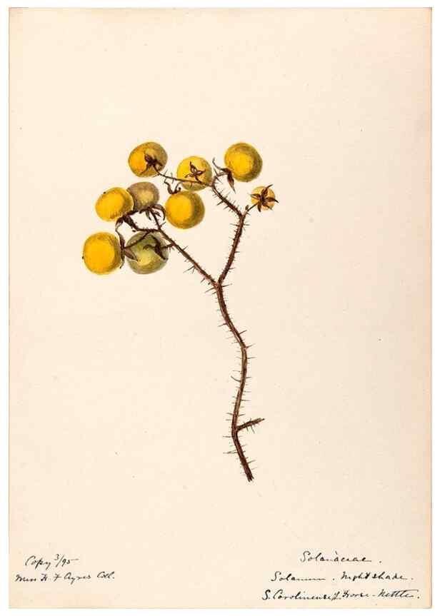 Reproducción/Reproduction 48788875138: [Water-color sketches of plants of North America and Europe]. . 