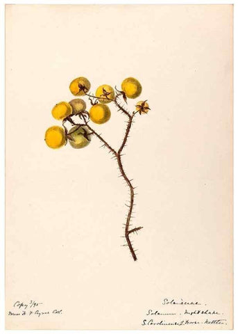 Reproducción/Reproduction 48788875138: [Water-color sketches of plants of North America and Europe]. . 