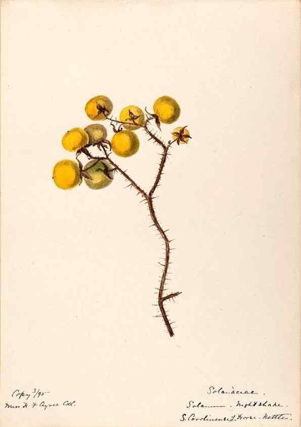 Reproducción/Reproduction 48788875138: [Water-color sketches of plants of North America and Europe]. . 