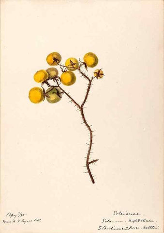 Reproducción/Reproduction 48788875138: [Water-color sketches of plants of North America and Europe]. . 