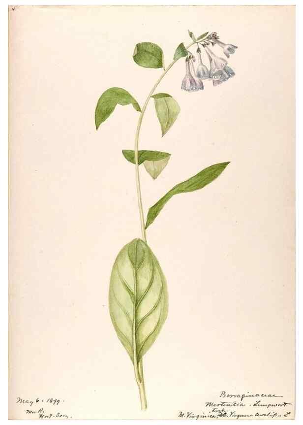Reproducción/Reproduction 48789374957: [Water-color sketches of plants of North America and Europe]. . 