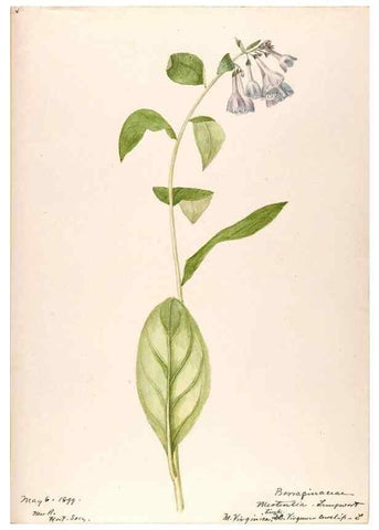 Reproducción/Reproduction 48789374957: [Water-color sketches of plants of North America and Europe]. . 