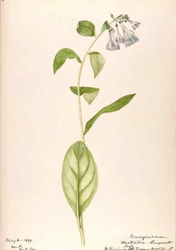 Reproducción/Reproduction 48789374957: [Water-color sketches of plants of North America and Europe]. . 