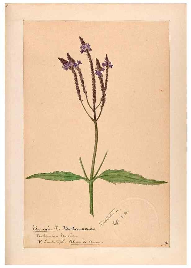 Reproducción/Reproduction 48789228866: [Water-color sketches of plants of North America and Europe]. . 