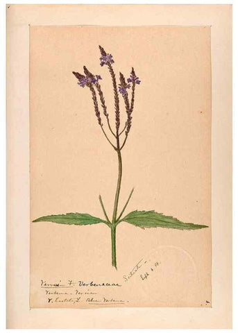 Reproducción/Reproduction 48789228866: [Water-color sketches of plants of North America and Europe]. . 