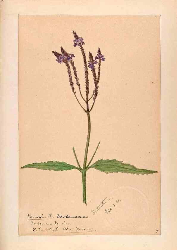 Reproducción/Reproduction 48789228866: [Water-color sketches of plants of North America and Europe]. . 