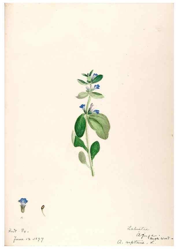 Reproducción/Reproduction 48789229216: [Water-color sketches of plants of North America and Europe]. . 