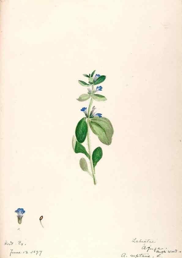 Reproducción/Reproduction 48789229216: [Water-color sketches of plants of North America and Europe]. . 