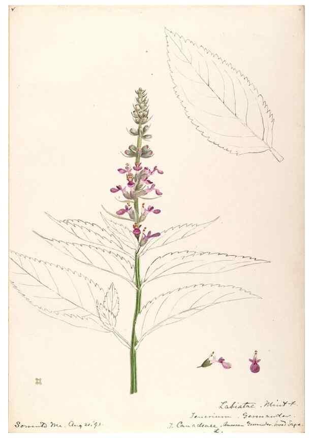Reproducción/Reproduction 48789229621: [Water-color sketches of plants of North America and Europe]. . 