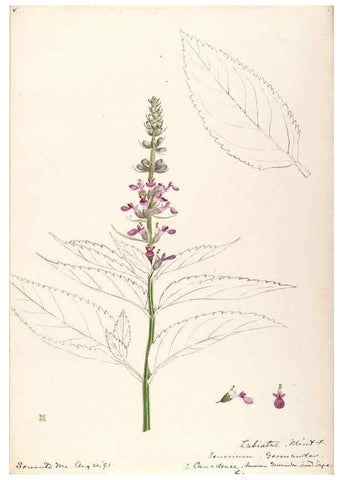 Reproducción/Reproduction 48789229621: [Water-color sketches of plants of North America and Europe]. . 