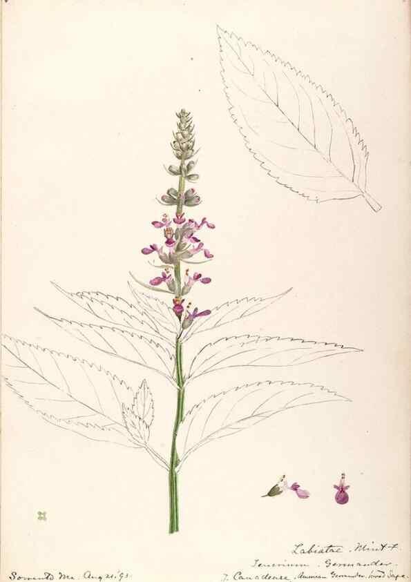 Reproducción/Reproduction 48789229621: [Water-color sketches of plants of North America and Europe]. . 