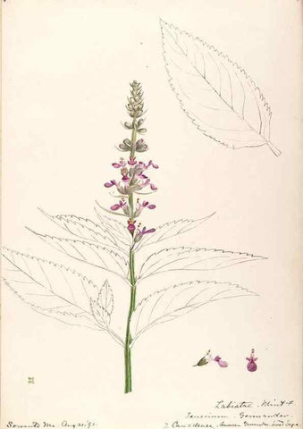 Reproducción/Reproduction 48789229621: [Water-color sketches of plants of North America and Europe]. . 