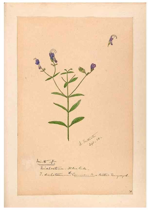 Reproducción/Reproduction 48788867583: [Water-color sketches of plants of North America and Europe]. . 