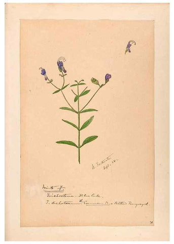 Reproducción/Reproduction 48788867583: [Water-color sketches of plants of North America and Europe]. . 