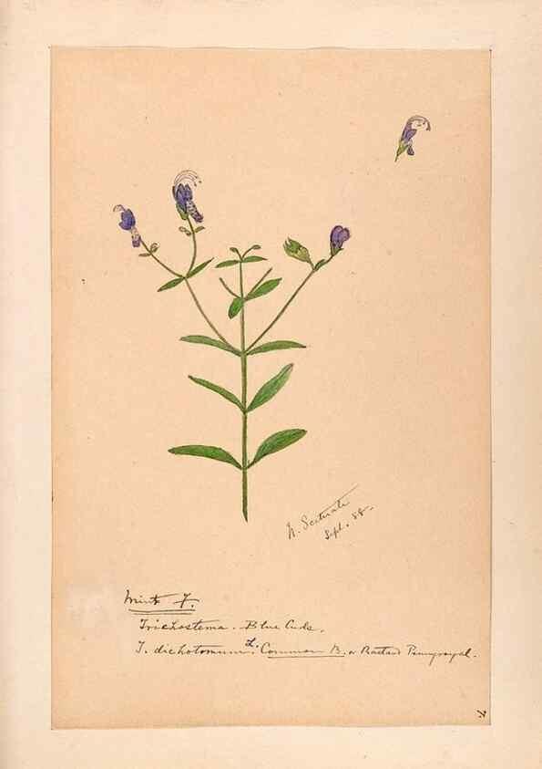 Reproducción/Reproduction 48788867583: [Water-color sketches of plants of North America and Europe]. . 