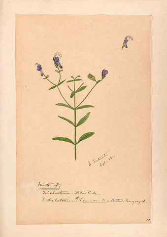 Reproducción/Reproduction 48788867583: [Water-color sketches of plants of North America and Europe]. . 