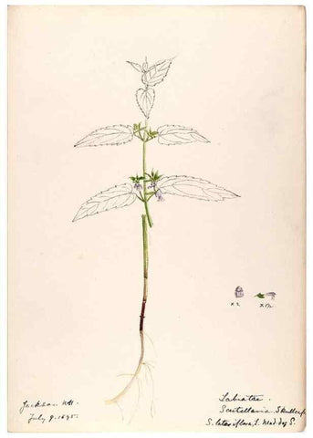 Reproducción/Reproduction 48789376967: [Water-color sketches of plants of North America and Europe]. . 