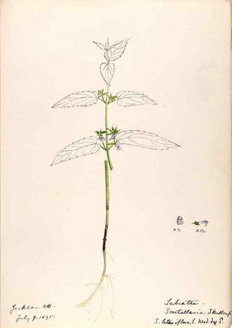 Reproducción/Reproduction 48789376967: [Water-color sketches of plants of North America and Europe]. . 