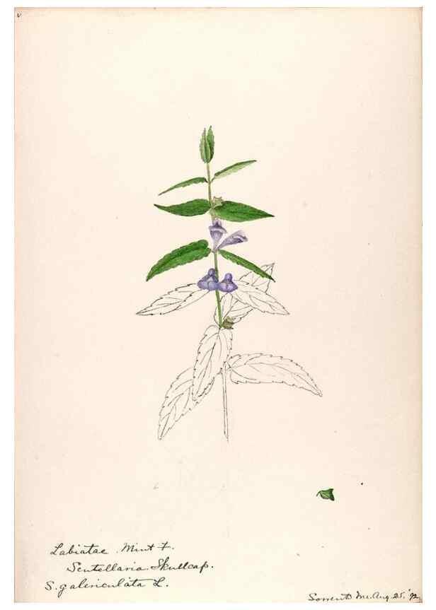 Reproducción/Reproduction 48789377317: [Water-color sketches of plants of North America and Europe]. . 