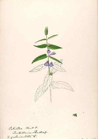 Reproducción/Reproduction 48789377317: [Water-color sketches of plants of North America and Europe]. . 