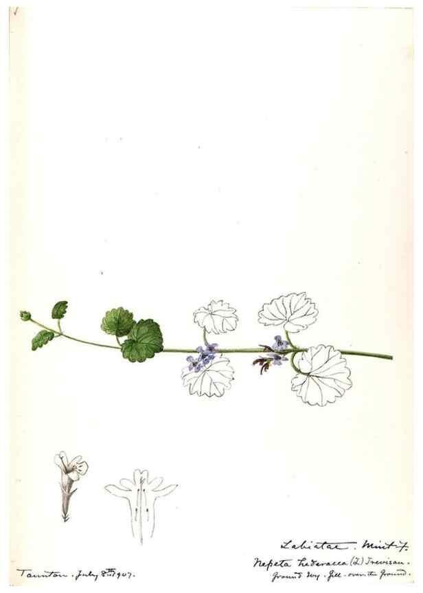 Reproducción/Reproduction 48789377687: [Water-color sketches of plants of North America and Europe]. . 