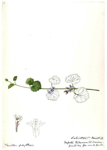 Reproducción/Reproduction 48789377687: [Water-color sketches of plants of North America and Europe]. . 