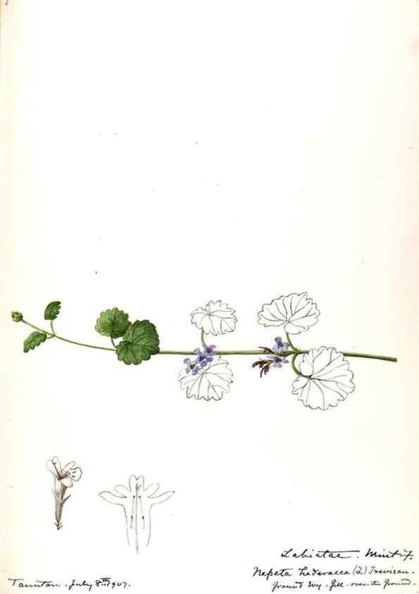 Reproducción/Reproduction 48789377687: [Water-color sketches of plants of North America and Europe]. . 