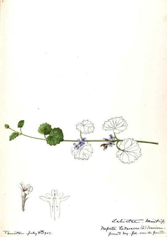 Reproducción/Reproduction 48789377687: [Water-color sketches of plants of North America and Europe]. . 