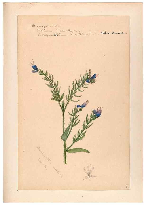Reproducción/Reproduction 48789375312: [Water-color sketches of plants of North America and Europe]. . 