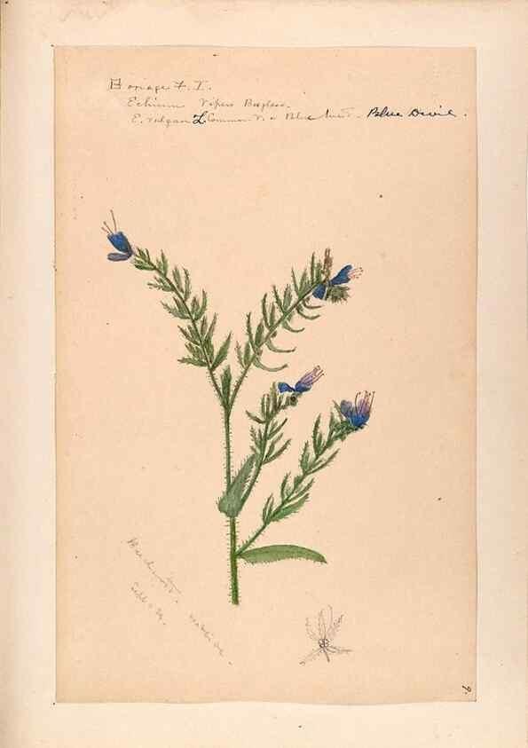 Reproducción/Reproduction 48789375312: [Water-color sketches of plants of North America and Europe]. . 