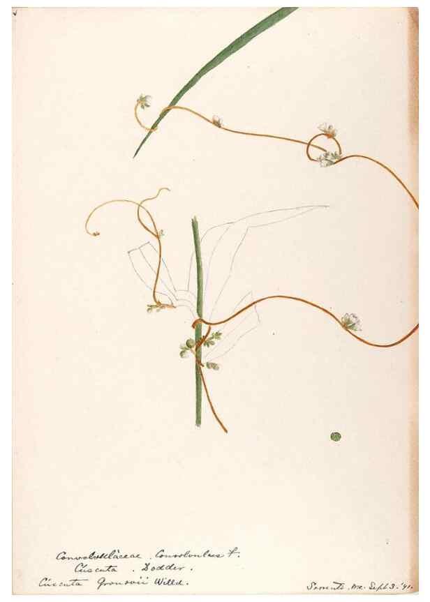 Reproducción/Reproduction 48788862928: [Water-color sketches of plants of North America and Europe]. . 