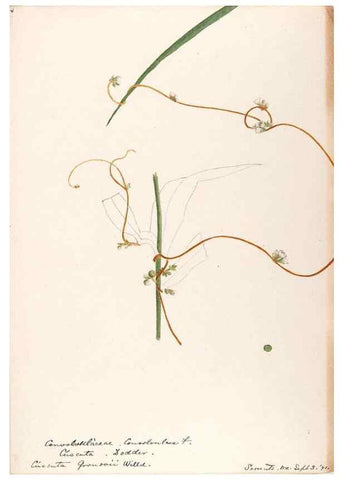Reproducción/Reproduction 48788862928: [Water-color sketches of plants of North America and Europe]. . 