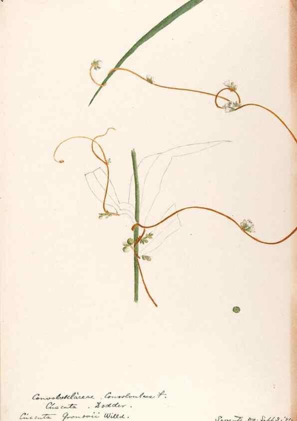 Reproducción/Reproduction 48788862928: [Water-color sketches of plants of North America and Europe]. . 