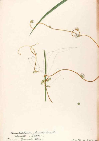 Reproducción/Reproduction 48788862928: [Water-color sketches of plants of North America and Europe]. . 