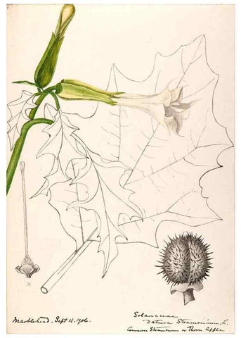 Reproducción/Reproduction 48789384802: [Water-color sketches of plants of North America and Europe]. . 
