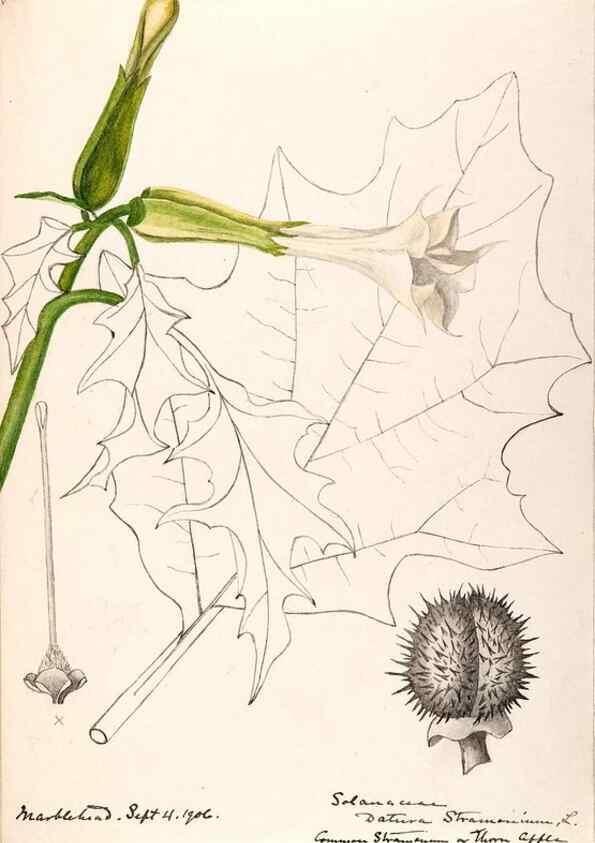 Reproducción/Reproduction 48789384802: [Water-color sketches of plants of North America and Europe]. . 
