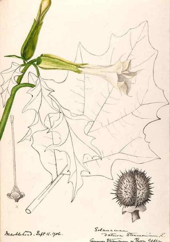 Reproducción/Reproduction 48789384802: [Water-color sketches of plants of North America and Europe]. . 