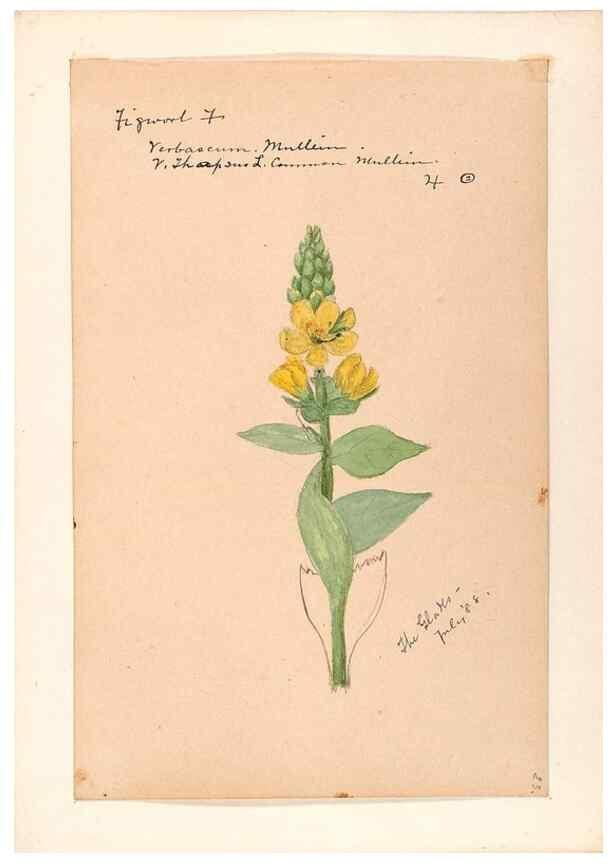Reproducción/Reproduction 48789238646: [Water-color sketches of plants of North America and Europe]. . 