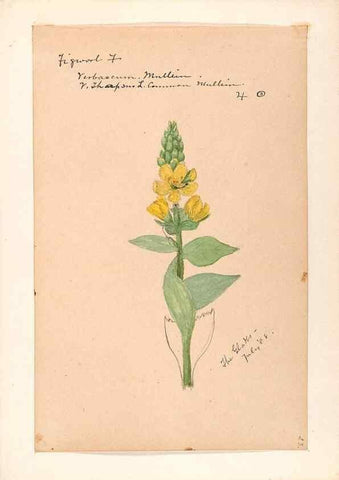 Reproducción/Reproduction 48789238646: [Water-color sketches of plants of North America and Europe]. . 