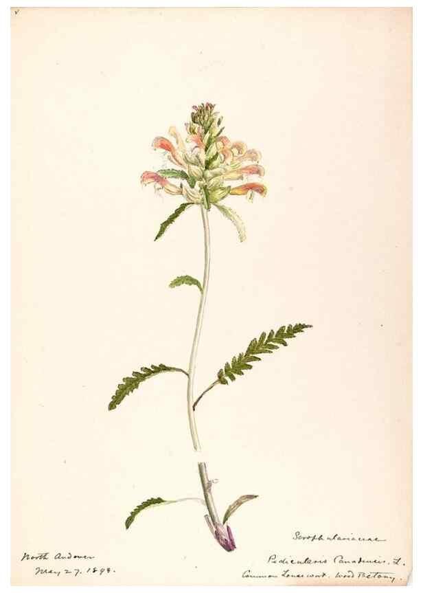 Reproducción/Reproduction 48789393777: [Water-color sketches of plants of North America and Europe]. . 