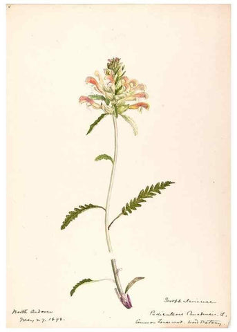 Reproducción/Reproduction 48789393777: [Water-color sketches of plants of North America and Europe]. . 