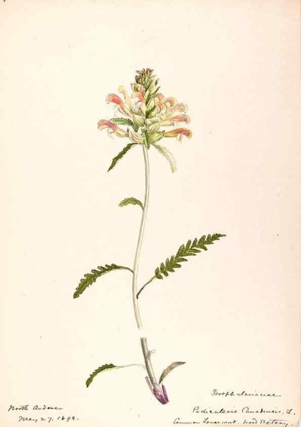 Reproducción/Reproduction 48789393777: [Water-color sketches of plants of North America and Europe]. . 