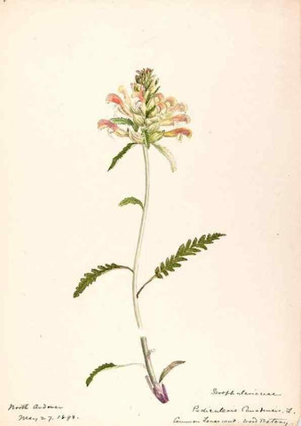 Reproducción/Reproduction 48789393777: [Water-color sketches of plants of North America and Europe]. . 