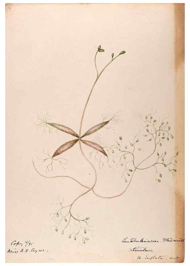Reproducción/Reproduction 48789274951: [Water-color sketches of plants of North America and Europe]. . 
