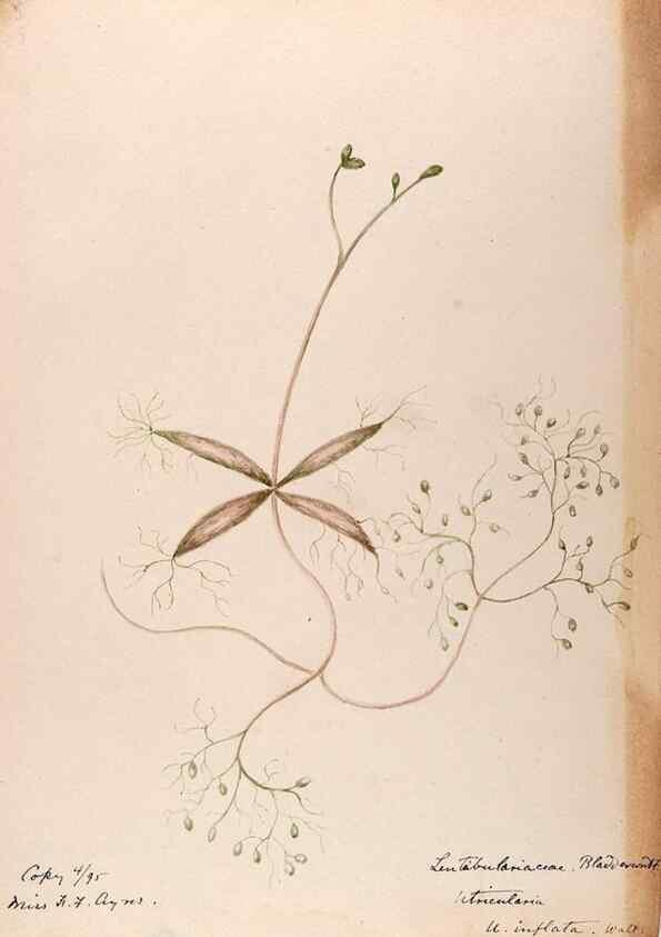 Reproducción/Reproduction 48789274951: [Water-color sketches of plants of North America and Europe]. . 
