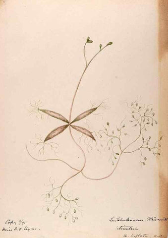 Reproducción/Reproduction 48789274951: [Water-color sketches of plants of North America and Europe]. . 