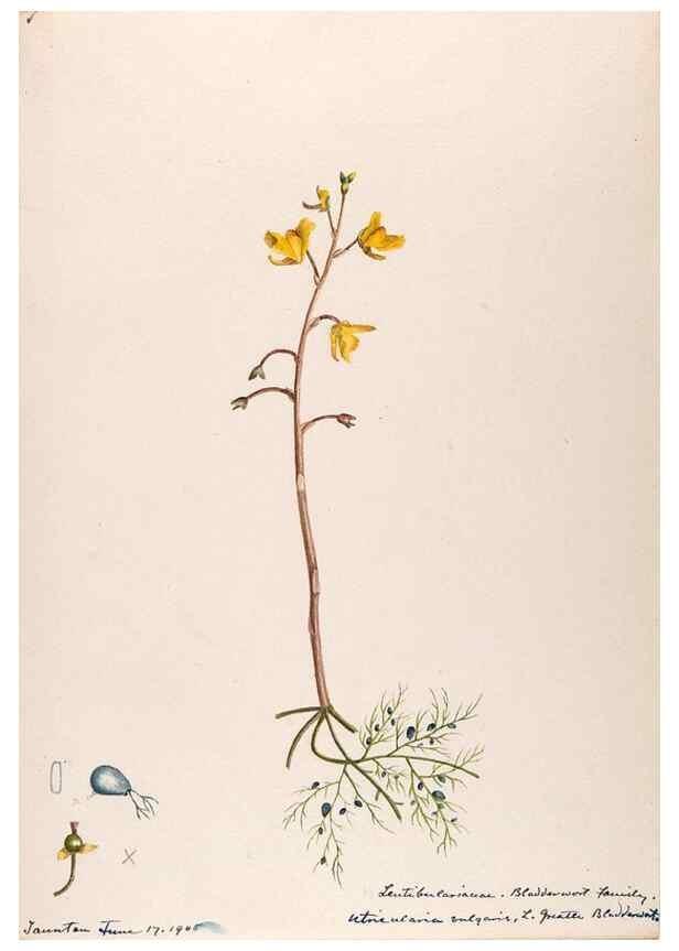 Reproducción/Reproduction 48789276891: [Water-color sketches of plants of North America and Europe]. . 