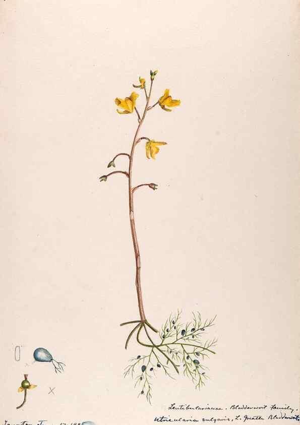 Reproducción/Reproduction 48789276891: [Water-color sketches of plants of North America and Europe]. . 