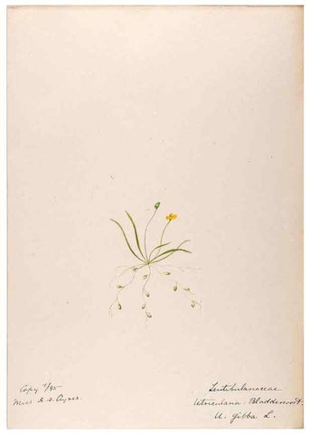 Reproducción/Reproduction 48788914963: [Water-color sketches of plants of North America and Europe]. . 