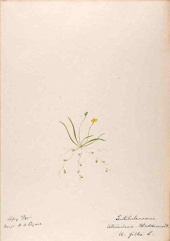 Reproducción/Reproduction 48788914963: [Water-color sketches of plants of North America and Europe]. . 